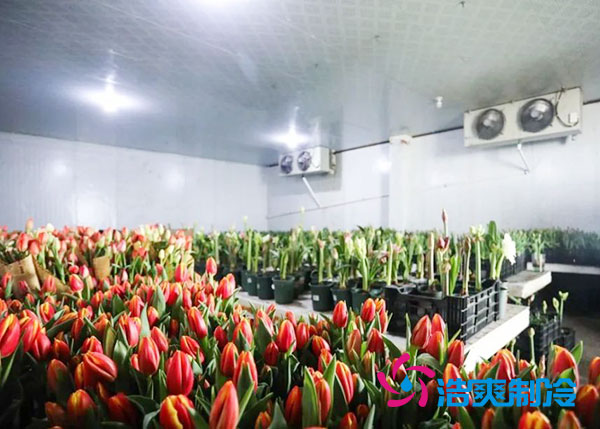 花卉冷庫(kù)安裝預(yù)算造價(jià)多少錢？-浩爽制冷