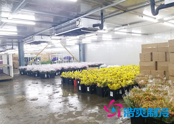 做個(gè)鮮花冷庫(kù)要多少錢(qián)？-浩爽制冷